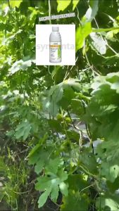 Racun Kulat Anvil Syngenta（ Hexaconazole）