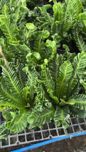 #เฟิร์นข้าหลวงคอบบร้า (Cobra Birds nest fern) #ใบหยักลอนเป็นคลื่น สวยงามเป็นเอกลักษณ์ หน้าตาน่ารัก ไม่เหมือนใคร ใบม้วนไปม้วนมามองเพลินๆไม่เบื่อเลย ต้นไม้มงคล เสริมความภูมิฐาน เกียรติยศ #เฟิร์นข้าหลวงคอบร้า (Cobra Birds nest fern) #ไม้ฟอกอากาศ จัดส่งทั