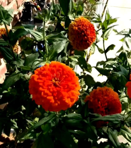 8 BUTIR BIJI BUNGA ZiNNIA ORANGE KING