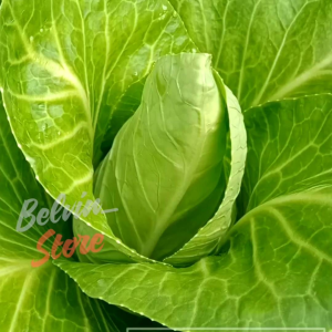 (-+200 butir) Benih sayuran kol | kubis offenham | kubis jantung import [kemasan pabrik]