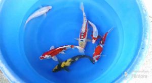 JAPAN KOI 6pcs COMBO from YAMAJYU & MARUSEI FARM at RM3588 only ! High Quality koi ….