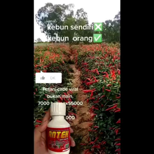 PUPUK ANTECK ANTI PATEK ANTI KERITING DAUN BERGARANSI