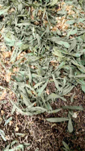 500g trà  sơn  mật  hồng  sâm (thanh  nhiệt  giải  độc  mát  gan  bổ  thận   giảm  nóng  trong  người  an  thần  ngon giấc...)