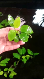 anubias golden tanaman aquascape media wabikusa