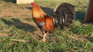 Dr. Blues Carbotec Capsule 11pcs: A Conditioning Solution