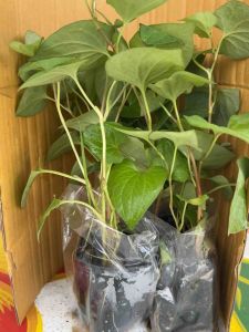 ️3 ถุง 50บาท ต้นพลูคาว หรือ ต้นคาวตอง ต้นแข็งแรง พร้อมส่ง ในถุงดำ ถุงดำละ 39 บาท 3 ถุง 50 บาท️