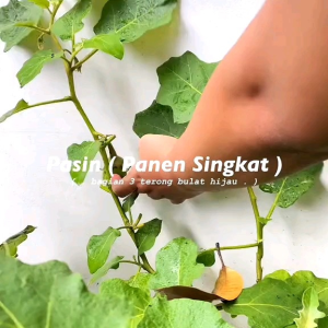 (KEMASAN PREMIUM) BIJI/BENIH TERONG BULAT HIJAU (isi -+300 Butir benih)