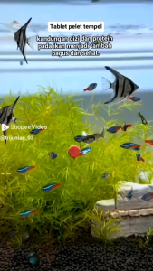 Pelet Ikan Hias Maxvit & Tablet Tempel Kaca Akuarium