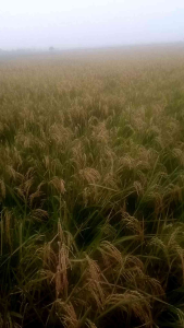 BENIH UNGGUL TRISULTAN 99