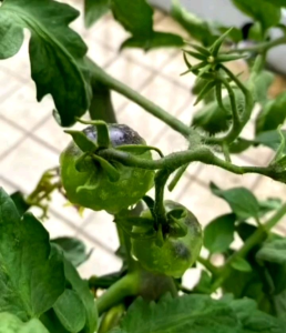 5 BUTIR BIJI/BENIH TOMAT UNGU KAYA AKAN ANTI OKSIDAN INDIGO ROSE