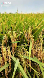BIBIT PADI UNGUL TRISAKTI GENJAH 5kg