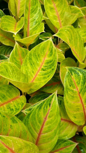 กวักทองคำ ไม้เป็นมงคล ไม้ใบสวย ไม้มงคล แสงแดงรำไร ต้นไม้ตระกูลอโกนีมา ชื่อไพเราะ ส่งพร้อมกระถาง แดดเช้า