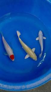 🇯🇵 Japan import 3pcs Combo 25-30cm RM2440 ( Tancho - Sakai Farm Yamabuki Ogon - Izumiya Farm Platinum Ogon - Maruhiro Farm )