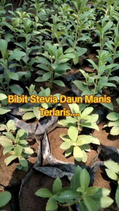 paket hemat bibit stevia daun manis (beli 1 gratis 1) mantab