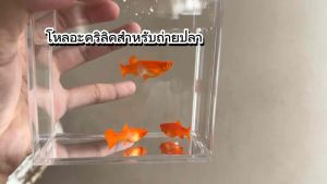 โหลอะคริลิคสูง(แบบแขวนในตู้ปลา)