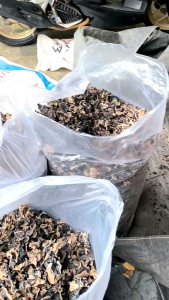 Jamur Kuping kering 100gr ukuran daun kecil sortir