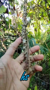 Herbal Brotowali 300gr segar /Batrawali/Ali ali/Bratawali segar untuk jamu herbal berkasiat fresh petik langsung