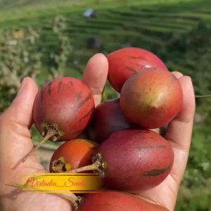 [Virladia Seeds] Biji Benih tanaman Terong Belanda