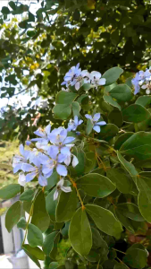 แก้วเจ้าจอม 10 ใบ กระถาง 11 นิ้ว ต้นสวยและแข็งแรง (กทม)