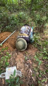 รากโรดทะนงแดงขุดสด(เฉพาะราก)30-40cm