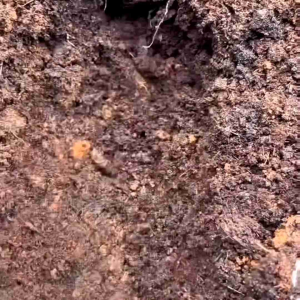 (-+200 butir) Benih tanaman tomat merah besar import [kemasan pabrik]