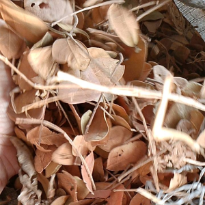 ✅✅ใบก้ามปู  (1 กิโลกรัม)