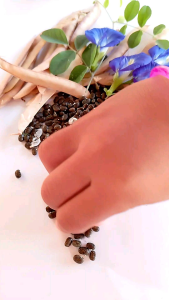 เมล็ดพันธุ์อัญชัน(20เมล็ด)