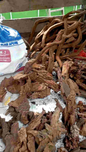 Desain Aquarium Alami dengan Kayu Santigi Gunung & Hiasan Chana