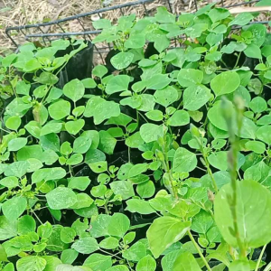 ตำแยแมวพร้อมปลูกไปพร้อมดิน 3 ต้นต่อ 1 แพ็ค - 3 ต้นต่อ 1 แพ็ค