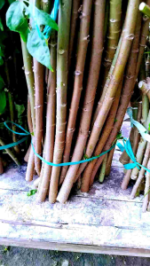 BIBIT SINGKONG PAPUA PAKET 1 KG ISI 20-25 BATANG
