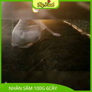 NHÂN SÂM 100G 6 CÂY KÈM HỘP