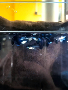 METAL Snakeskin Black Tail Guppy