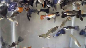 Rojak Guppy / Mix Type Guppy (RANDOM CHOOSE) / Freshwater/Livefish
