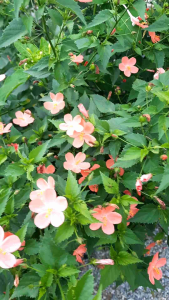 เมล็ดชบา 50 เมล็ด ชบาจิ๋ว ชบาจิตรลดา: เมล็ดดอกไม้ เมล็ดชบา 50 เมล็ด ชบาจิ๋ว ชบาจิตรลดา