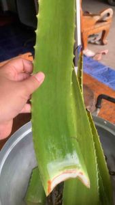 ใบสดว่านหางจระเข้ยักษ์  3 ใบ 50 บาท อายุมากกว่า 1 ปี (ตัดสด) #สมุนไพร