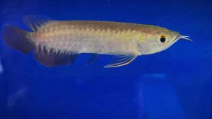 [High Quality] [Wholesale Price] Super High Back Arowana - AquaX Live Fish With D.O.A. *Ship West & East Malaysia* ~Farm Direct Sell