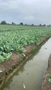 ชุดเอสโฟอมิโนขนาดทดลอง เร่งรัด เร่งโต เร่งยอดอวบ ไม่ออกดอก ใบเขียว ผสมน้ำได้200ลิตร