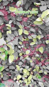 🫘🥜🌿เมล็ดพันธุ์พืชคลุมดินตระกูลถั่วเพอราเรีย (Pueraria phaseoloides) ขนาด 100g