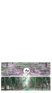 🫘🥜🌿เมล็ดพันธุ์พืชคลุมดินตระกูลถั่ว#เพอราเรีย (Pueraria phaseoloides) ขนาด 500g