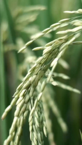 Asam Humat HUMMER 500 Gram Humic Acid 90% Memperbaiki Tanah & Kualitas Tanaman