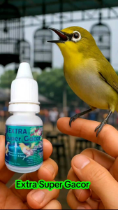 Extra Super Gacor. Penggacor Alami Pleci Sogon Kenari Trucuk Cendet Kutilang Perkutut Dan Burung Kicau Lainnya. Menjadikan Cepat Gacor & Rajin Bunyi.