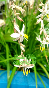Cỏ sao băng Chlorophytum saundersiae (chậu giống)