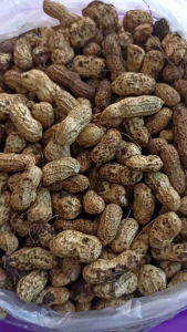 Kacang Tanah Mentah Super 1kg: Kacang Tanah Segar Untuk Diet Sehat