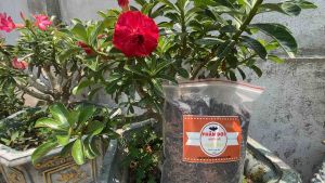 500g Phân dơi nguyên chất 100% phân hữu cơ tốt nhất cho mọi loại cây trồng