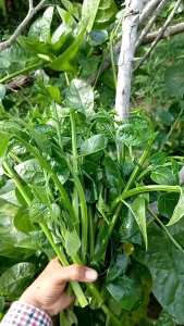 เมล็ดพันธุ์ผักปัง ยอดอวบยักษ์100เมล็ด 79บาท