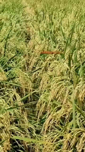 BENIH PADI INBRIDA C2 GABAH UNGGUL BERKUALITAS KEMASAN 1KG