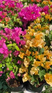 เฟื่องฟ้า เลือกสีได้ ถุง 4นิ้ว ออกดอกทั้งปี (ดอกเยอะ ดอกน้อย ขึ้นอยู่กับแต่ละล็อต) ทนแดด ปลูกกลางแจ้ง ไม้ดอก ไม้ประดับ ไม้มงคล Bougainvillea