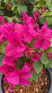 ต้นเฟืองฟ้า ดอกเฟื่องฟ้า ขนาดกระถาง 11นิ้ว (ควรสั่ง 2 กระถาง/1ออเดอร์) ความสูง 30-40cm ออกดอกทั้งปี ทนแดด ปลูกกลางแจ้ง (ดอกเยอะ ดอกน้อย ขึ้นอยู่กับแต่ละล็อต) Bougainvillea