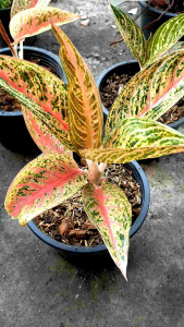 อโกลนีมา เลกาซี่แดง รวยล้นฟ้า ไม้มงคล สีสวยงาม กระถาง 5-6 นิ้ว ต้นสวยแข็งแรง รากแน่น