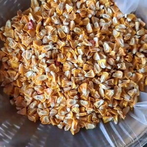 เมล็ดพันธุ์ข้าวโพดหวาน พร้อมปลูก 100 เมล็ด 30 บาท